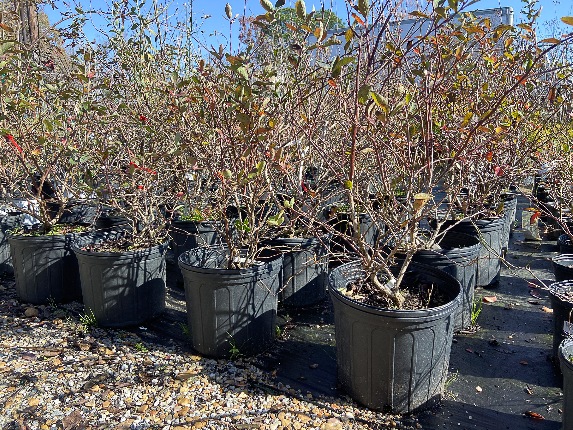 Now’s a good time to plant blueberries. Follow these steps for success.